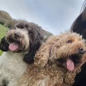 Arlene Millar is pictured with her cockapoos Henry and Cooper from whom she took the name of the company.