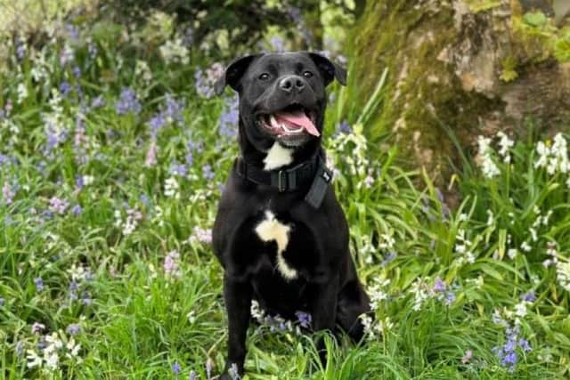 ​Juno the labrador has a lovely nature with lots of energy and loves getting attention.