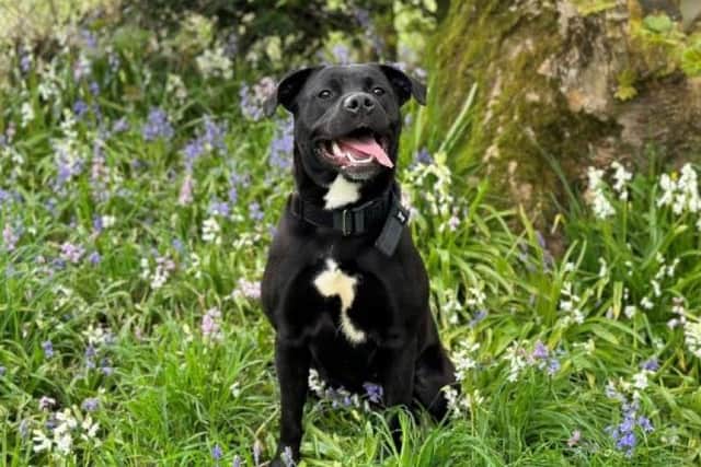 Juno the labrador has a lovely nature with lots of energy and loves getting attention.