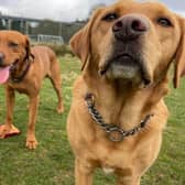 Dog owners are asked to pick up two pieces of plastic or litter every time they take their dogs for a walk.