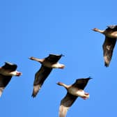 ​Tens of thousands of Pink-footed Geese flock to Montrose every autumn on their southbound migration. (Pic: Harry Bickerstaff)