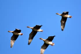 ​Tens of thousands of Pink-footed Geese flock to Montrose every autumn on their southbound migration. (Pic: Harry Bickerstaff)