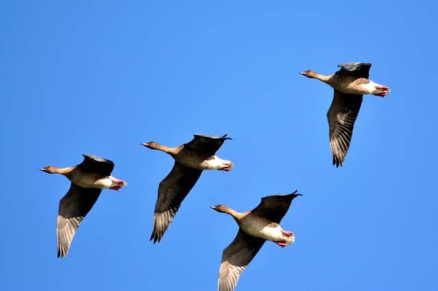 Tens of thousands of Pink-footed Geese flock to Montrose every autumn on their southbound migration. (Pic: Harry Bickerstaff)