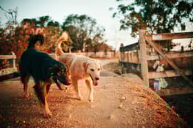 Expert shares tips for Angus pet owners on maintaining a regular exercise routine despite darker winter days