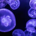 ​Moon jellyfish are a common sight around the Scottish coast.