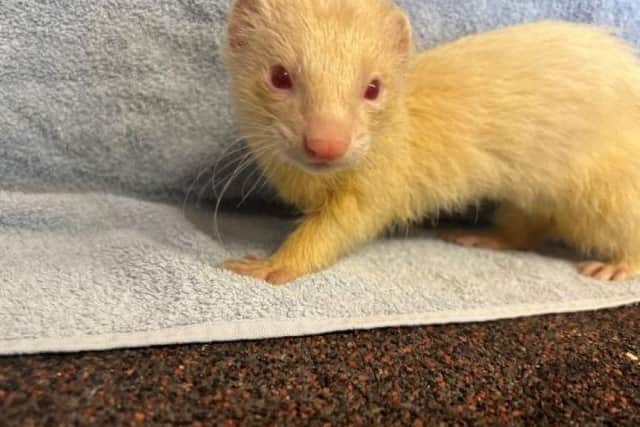 Darren the ferret is seeking an experienced or knowledgeable new owners.