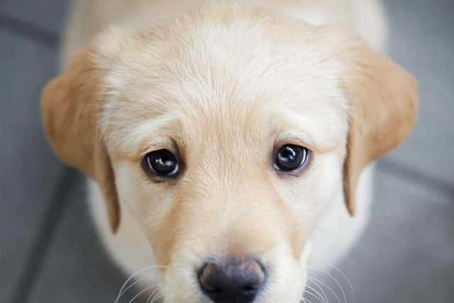 Guide Dogs is urging owners to pay extra attention to their dog's behaviour