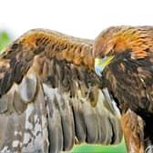 ​A search of the area where the eagle was last recorded turned up neither a dead bird nor its tag.
