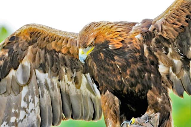 A search of the area where the eagle was last recorded turned up neither a dead bird nor its tag.