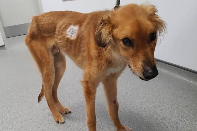 Red, as he was after he first arrived at the Scottish SPCA after being found abandoned in Fife.