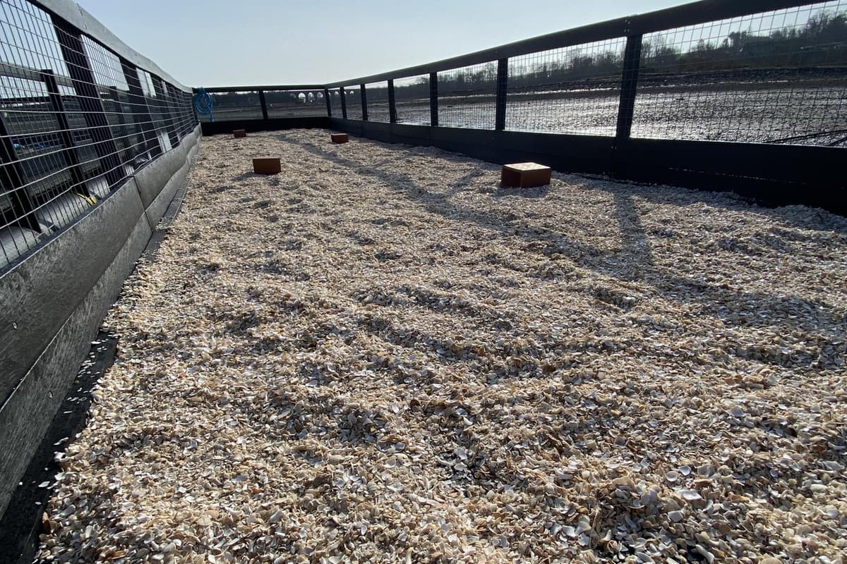 Floating Bird Raft New raft helps to keep threatened bird population afloat