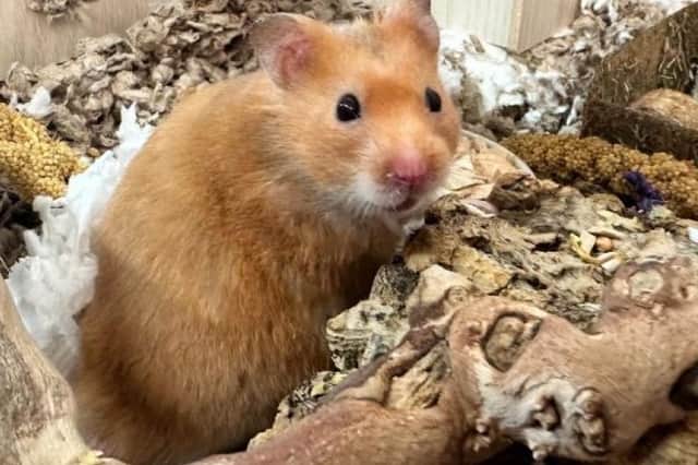 Lil Goose is currently in the care of the Scottish SPCA’s rehoming centre at Petterden.