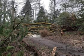 The appeal aims to replace thousands of trees which were lost across NTS properties as a result of storms Arwen and Corrie.