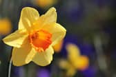 The sight of daffodils poking through the soil is usually enough to entice us all off the couch and out into the fresh air.