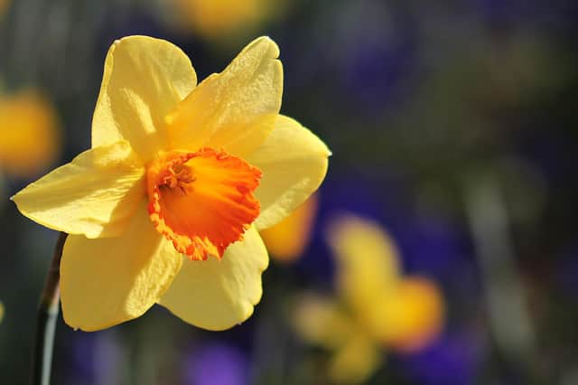 The sight of daffodils poking through the soil is usually enough to entice us all off the couch and out into the fresh air.
